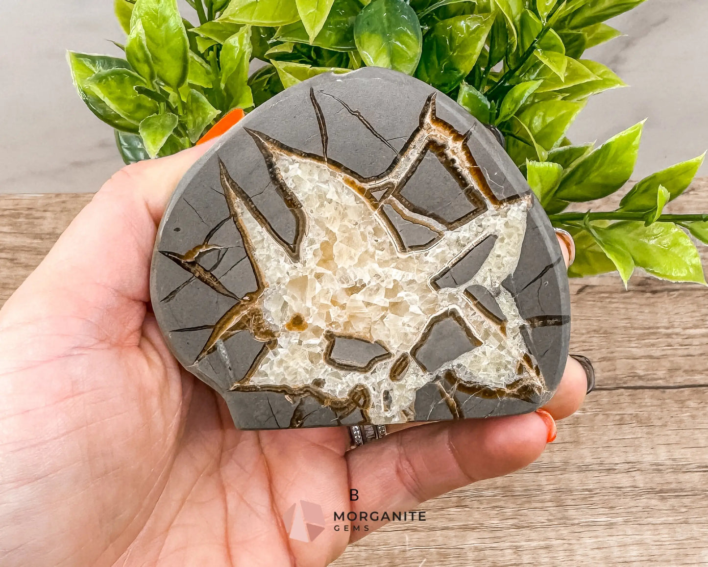 Septarian Nodule Polished End-Cuts – Unique Fossil Crystal for Grounding, Protection & Creativity-Morganite Gems