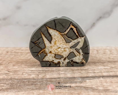 Septarian Nodule Polished End-Cuts – Unique Fossil Crystal for Grounding, Protection & Creativity-Morganite Gems
