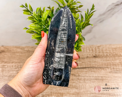 Standing Orthoceras Fossil Tower – Ancient Fossil for Grounding, Transformation & Historical Beauty-Morganite Gems