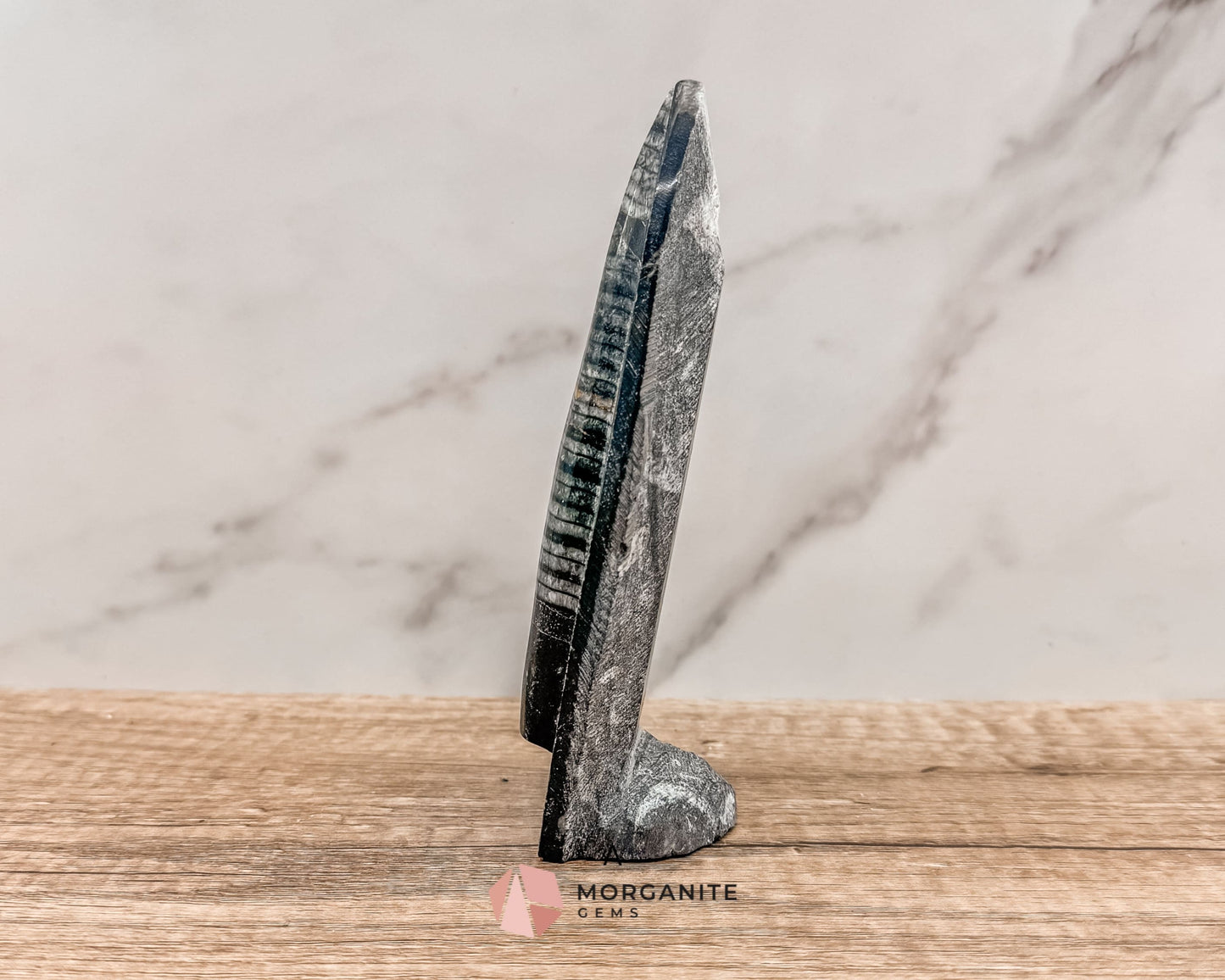 Standing Orthoceras Fossil Tower – Ancient Fossil for Grounding, Transformation & Historical Beauty-Morganite Gems