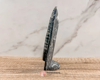 Standing Orthoceras Fossil Tower – Ancient Fossil for Grounding, Transformation & Historical Beauty-Morganite Gems