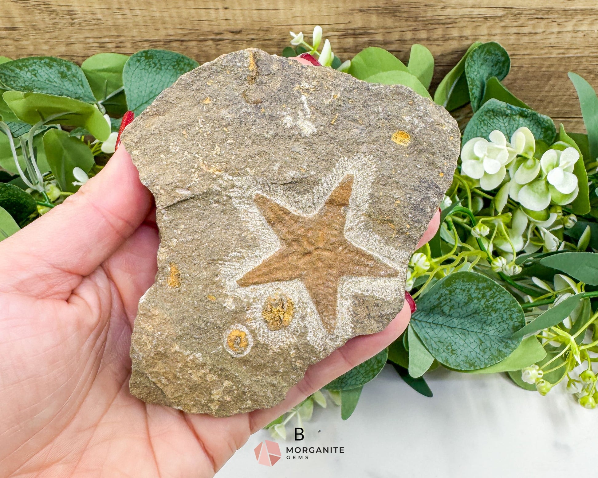 Starfish Fossil Trio – Choose A B or C | Natural Marine Fossils in Stone Matrix - Fossils
