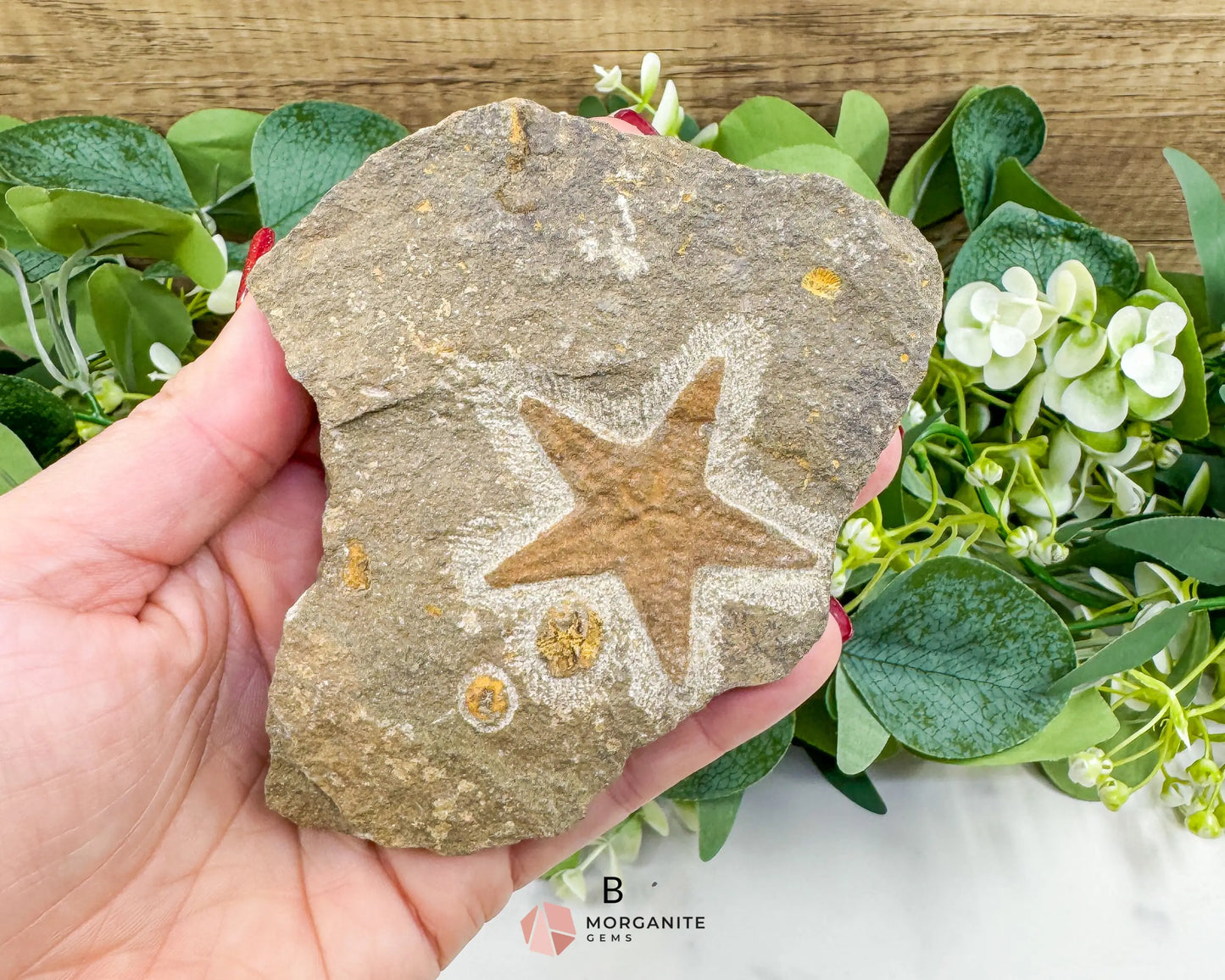Starfish Fossil Trio – Choose A B or C | Natural Marine Fossils in Stone Matrix - Fossils