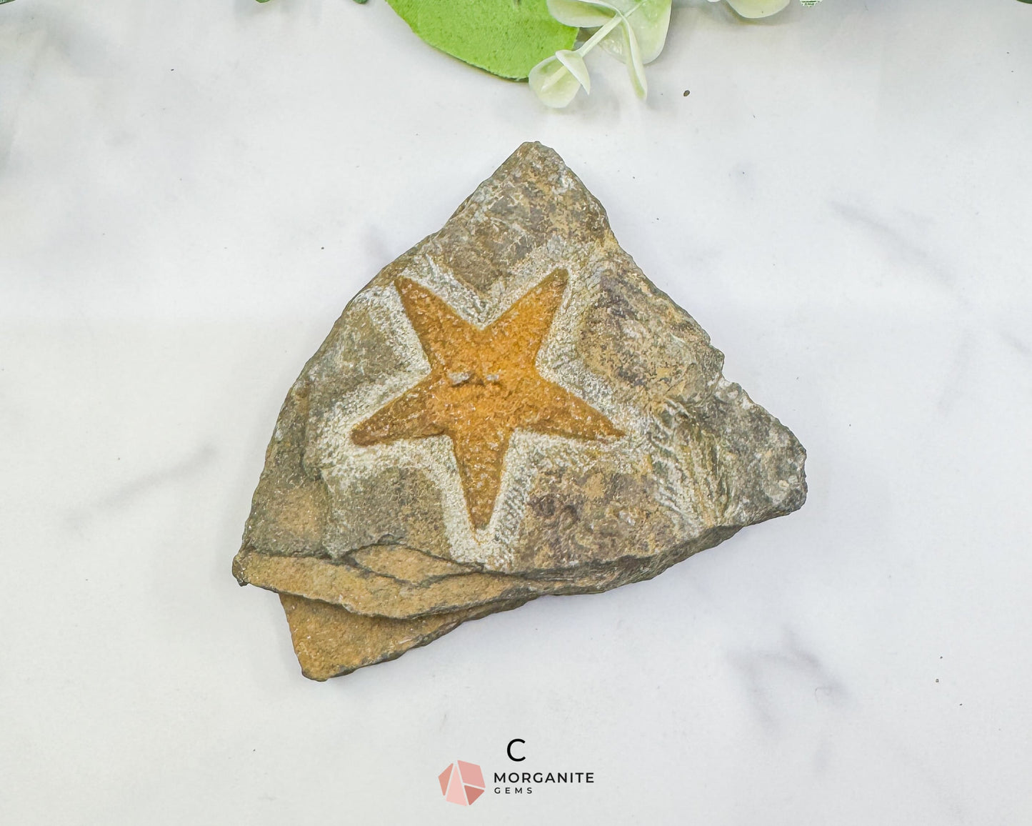 Starfish Fossil Trio – Choose A B or C | Natural Marine Fossils in Stone Matrix - B - Fossils