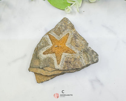 Starfish Fossil Trio – Choose A B or C | Natural Marine Fossils in Stone Matrix - B - Fossils