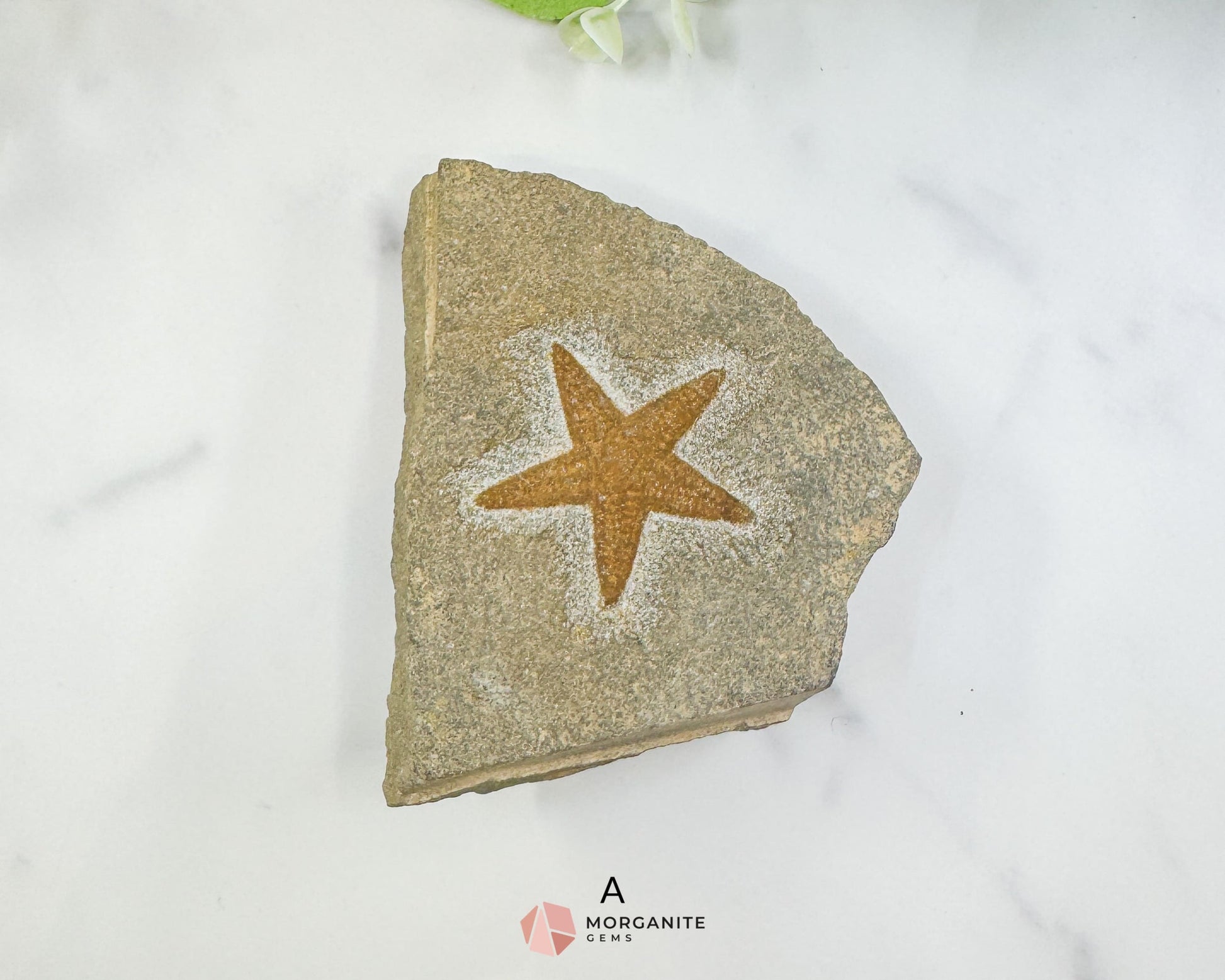 Starfish Fossil Trio – Choose A B or C | Natural Marine Fossils in Stone Matrix - A - Fossils