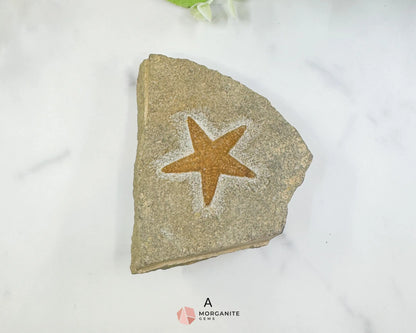 Starfish Fossil Trio – Choose A B or C | Natural Marine Fossils in Stone Matrix - A - Fossils