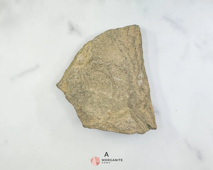 Starfish Fossil Trio – Choose A B or C | Natural Marine Fossils in Stone Matrix - Fossils