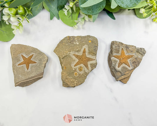 Starfish Fossil Trio – Choose A B or C | Natural Marine Fossils in Stone Matrix - Fossils