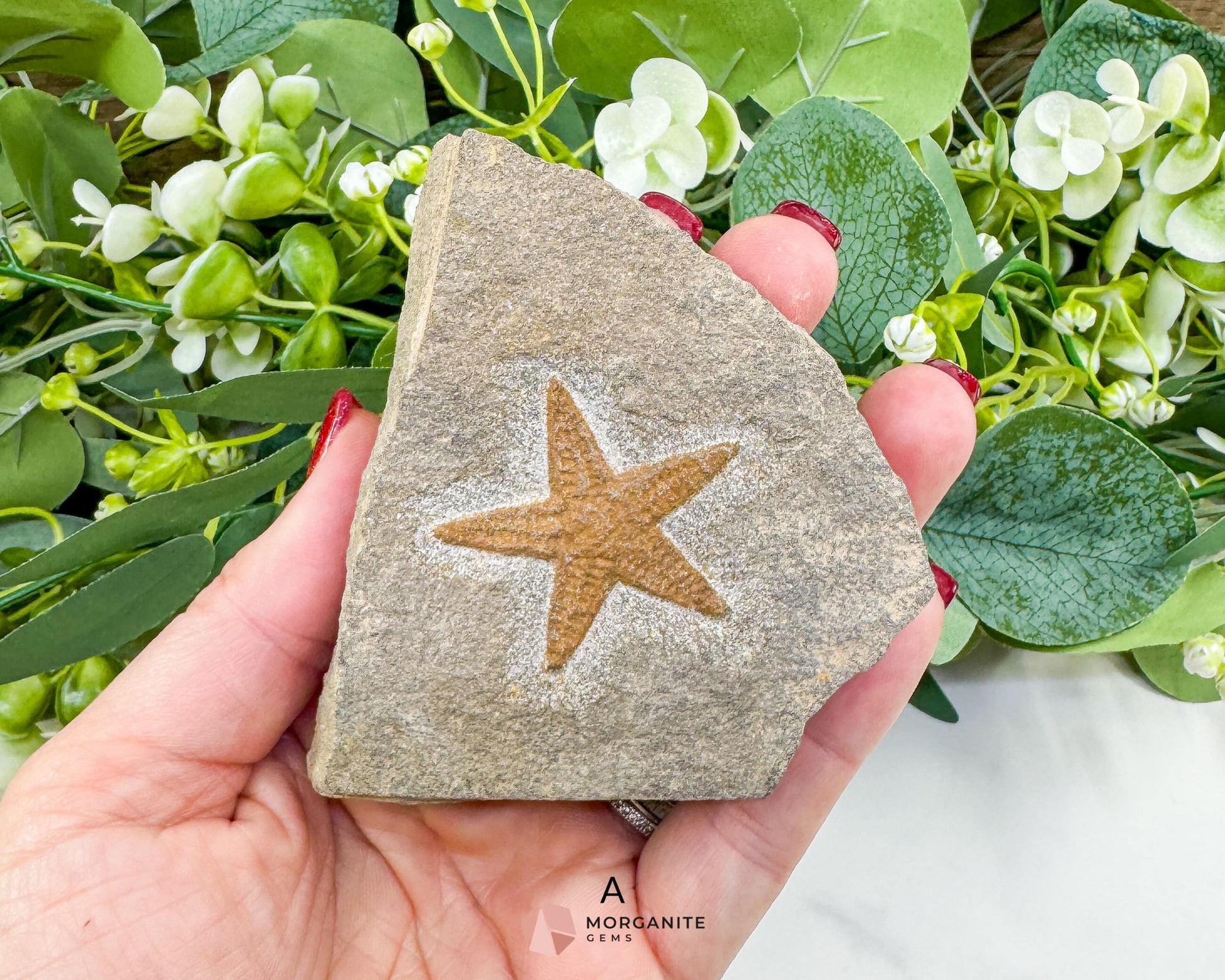 Starfish Fossil Trio – Choose A B or C | Natural Marine Fossils in Stone Matrix - Fossils