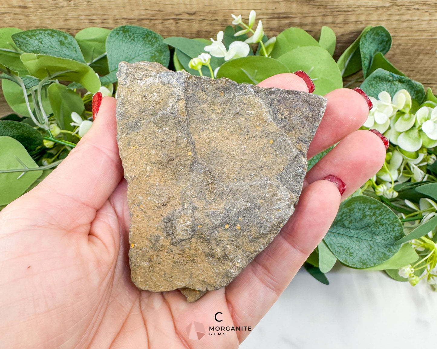 Starfish Fossil Trio – Choose A B or C | Natural Marine Fossils in Stone Matrix - Fossils