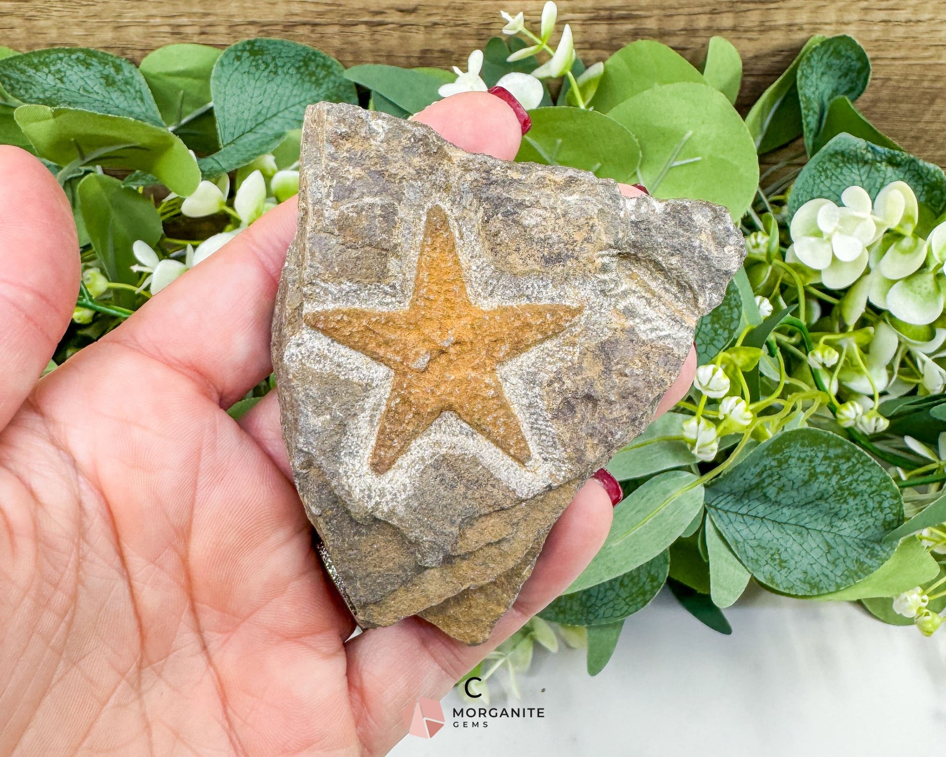 Starfish Fossil Trio – Choose A B or C | Natural Marine Fossils in Stone Matrix - Fossils