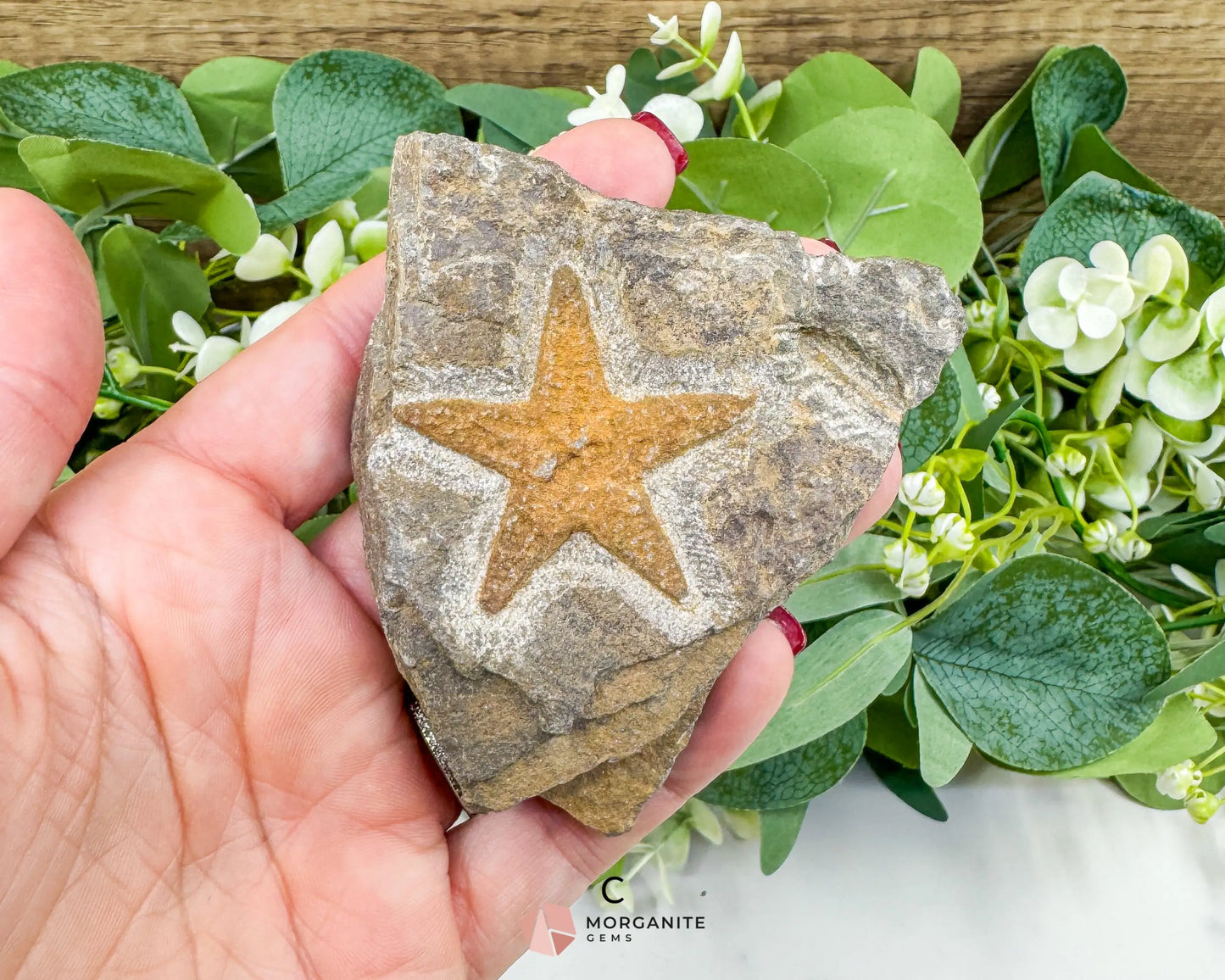 Starfish Fossil Trio – Choose A B or C | Natural Marine Fossils in Stone Matrix - Fossils