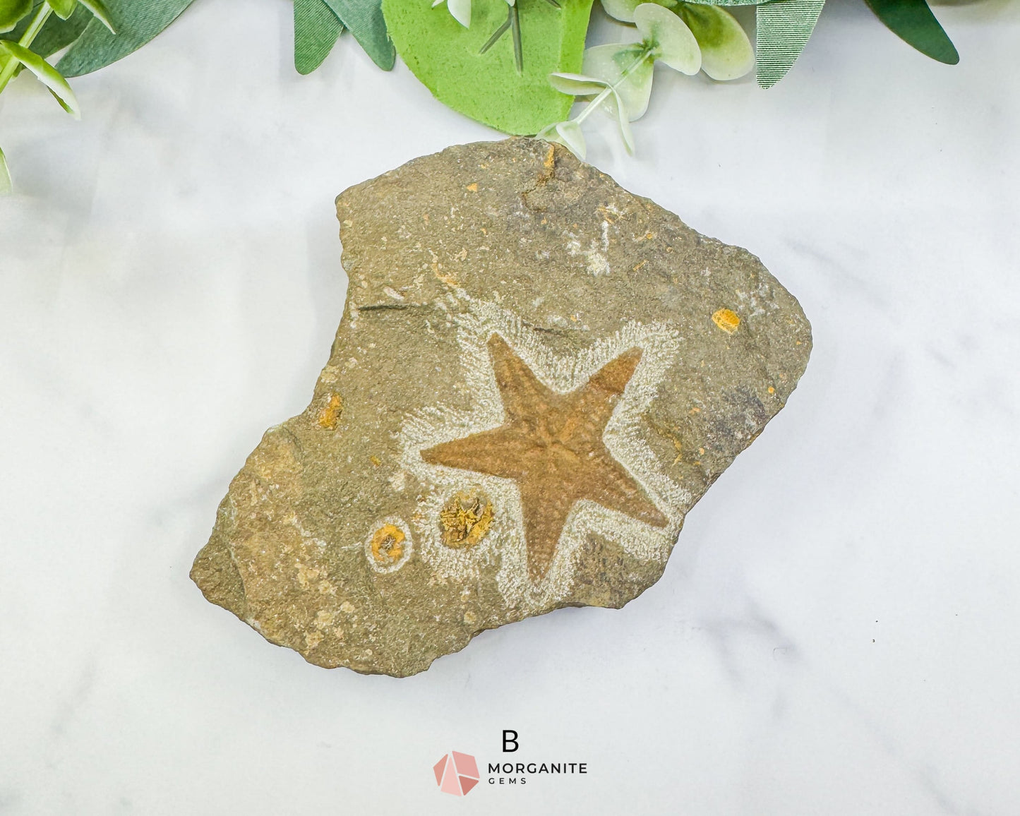 Starfish Fossil Trio – Choose A B or C | Natural Marine Fossils in Stone Matrix - Fossils