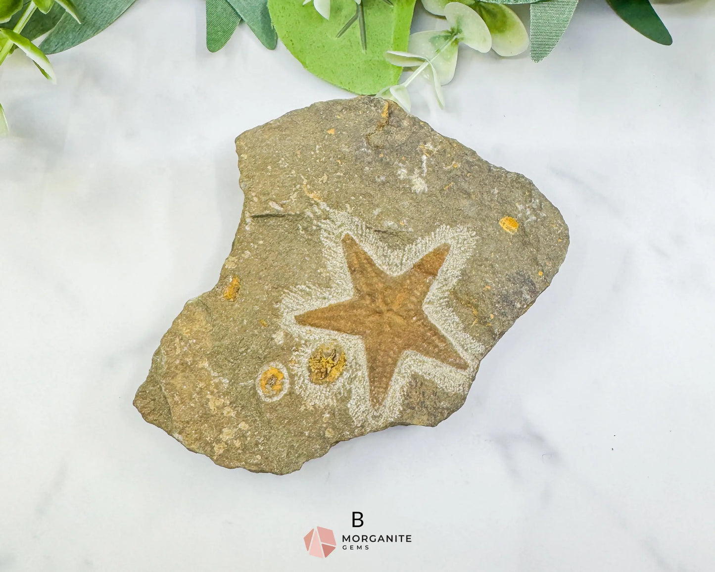 Starfish Fossil Trio – Choose A B or C | Natural Marine Fossils in Stone Matrix - Fossils