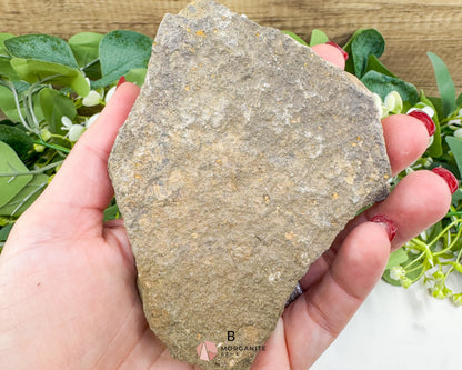 Starfish Fossil Trio – Choose A B or C | Natural Marine Fossils in Stone Matrix - Fossils