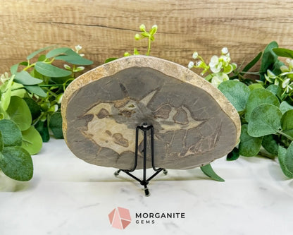 Utah Septarian ’Dragon Stone’ Geode Slice No. 1 – 8.75’’ Polished Local Specimen for Grounding & Protection