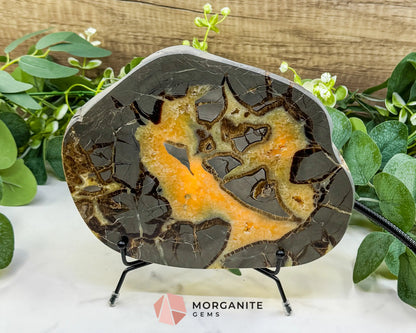 Utah Septarian ’Dragon Stone’ Geode Slice No. 2 (2.02lb) – 8.75’’ Polished Local Specimen for Grounding & Protection