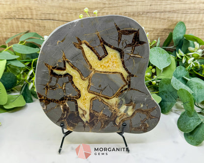 Utah Septarian ’Dragon Stone’ Geode Slice No. 5 (3lbs) – 9’’ Polished Local Specimen for Grounding & Protection
