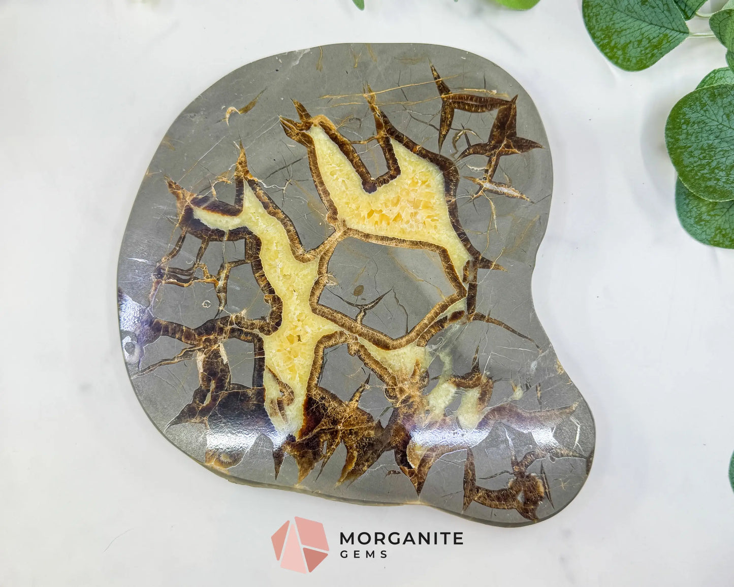 Utah Septarian ’Dragon Stone’ Geode Slice No. 5 (3lbs) – 9’’ Polished Local Specimen for Grounding & Protection - Slab