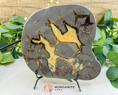 Utah Septarian ’Dragon Stone’ Geode Slice No. 5 (3lbs) – 9’’ Polished Local Specimen for Grounding & Protection