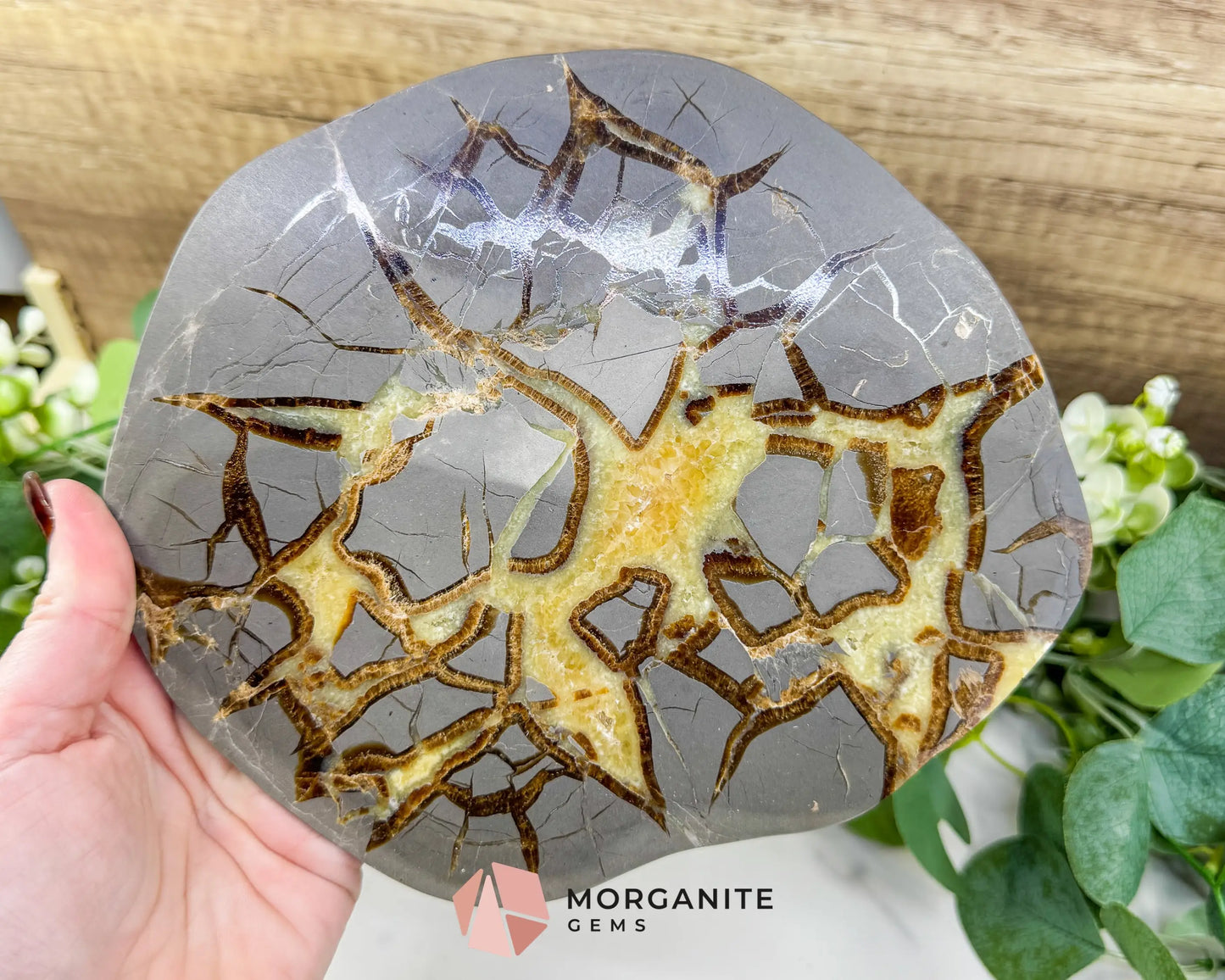 Utah Septarian ’Dragon Stone’ Geode Slice No. 7 (1.5lb) – 8’’ Polished Local Specimen for Grounding & Protection