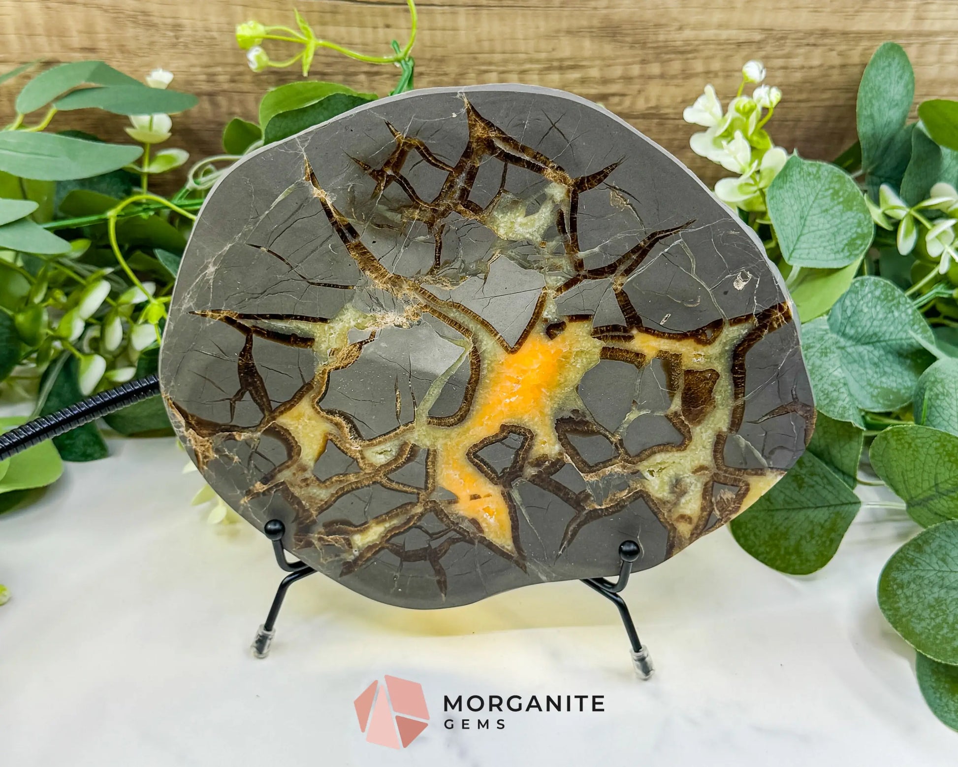 Utah Septarian ’Dragon Stone’ Geode Slice No. 7 (1.5lb) – 8’’ Polished Local Specimen for Grounding & Protection