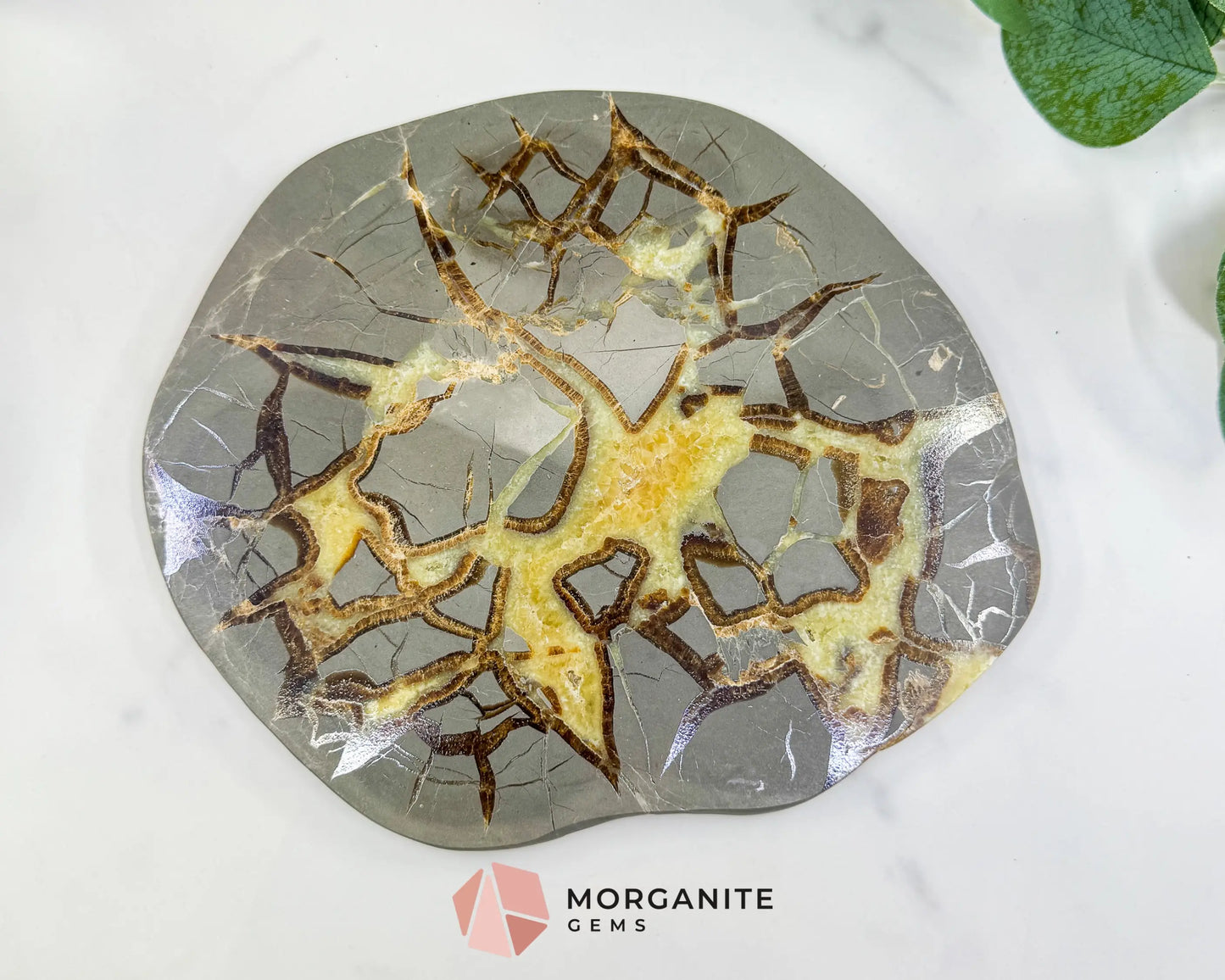 Utah Septarian ’Dragon Stone’ Geode Slice No. 7 (1.5lb) – 8’’ Polished Local Specimen for Grounding & Protection - Slab