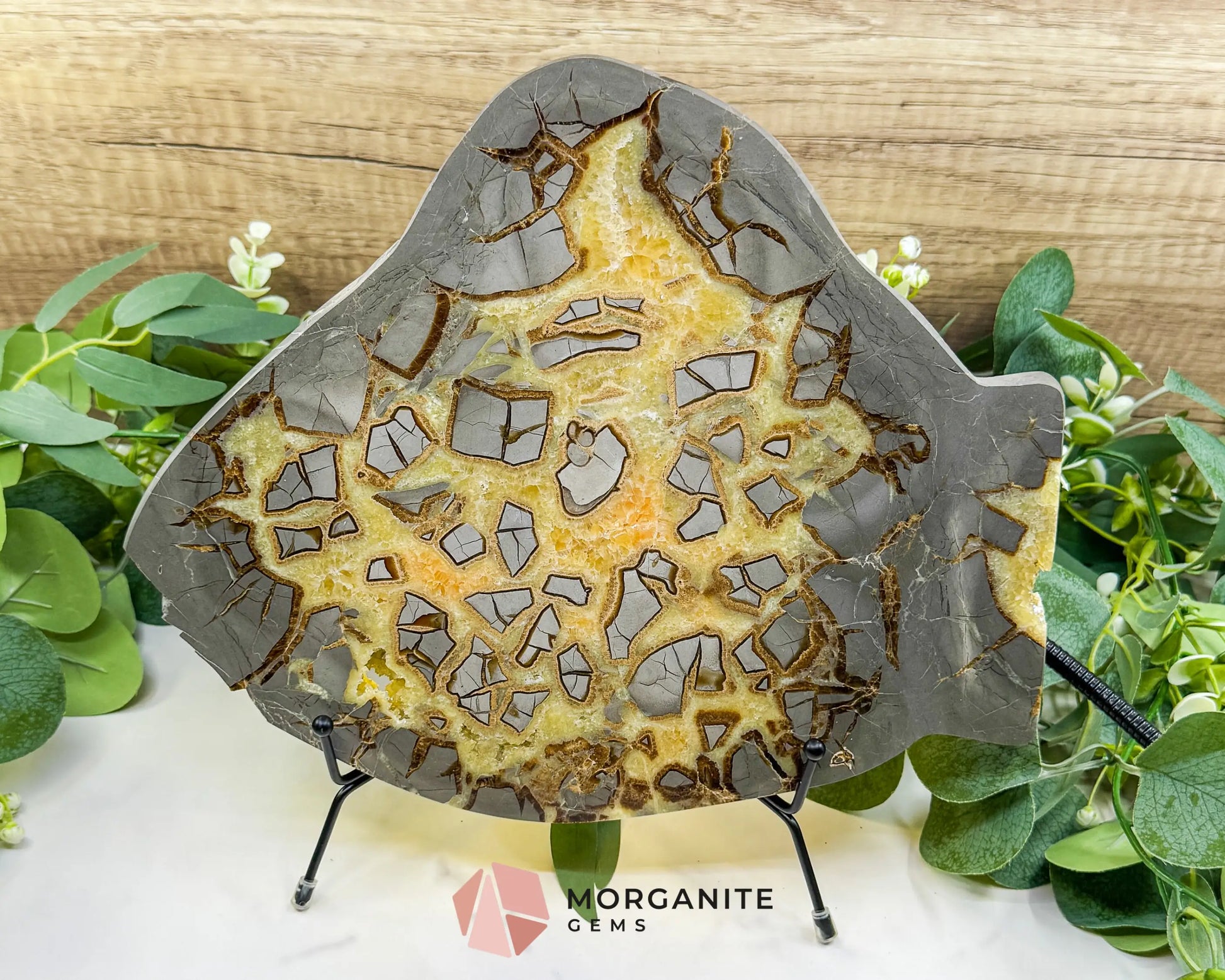 Utah Septarian ’Dragon Stone’ Slice No. 3 (3.75lb) – Massive 11.5’’ Polished Slab with Rare Druzy Pockets