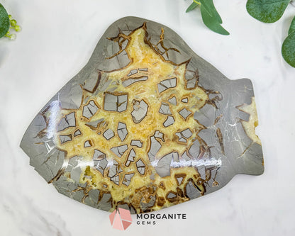 Utah Septarian ’Dragon Stone’ Slice No. 3 (3.75lb) – Massive 11.5’’ Polished Slab with Rare Druzy Pockets - Slab Only