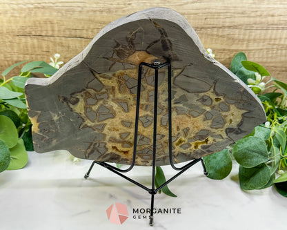 Utah Septarian ’Dragon Stone’ Slice No. 3 (3.75lb) – Massive 11.5’’ Polished Slab with Rare Druzy Pockets - w/ 8’’