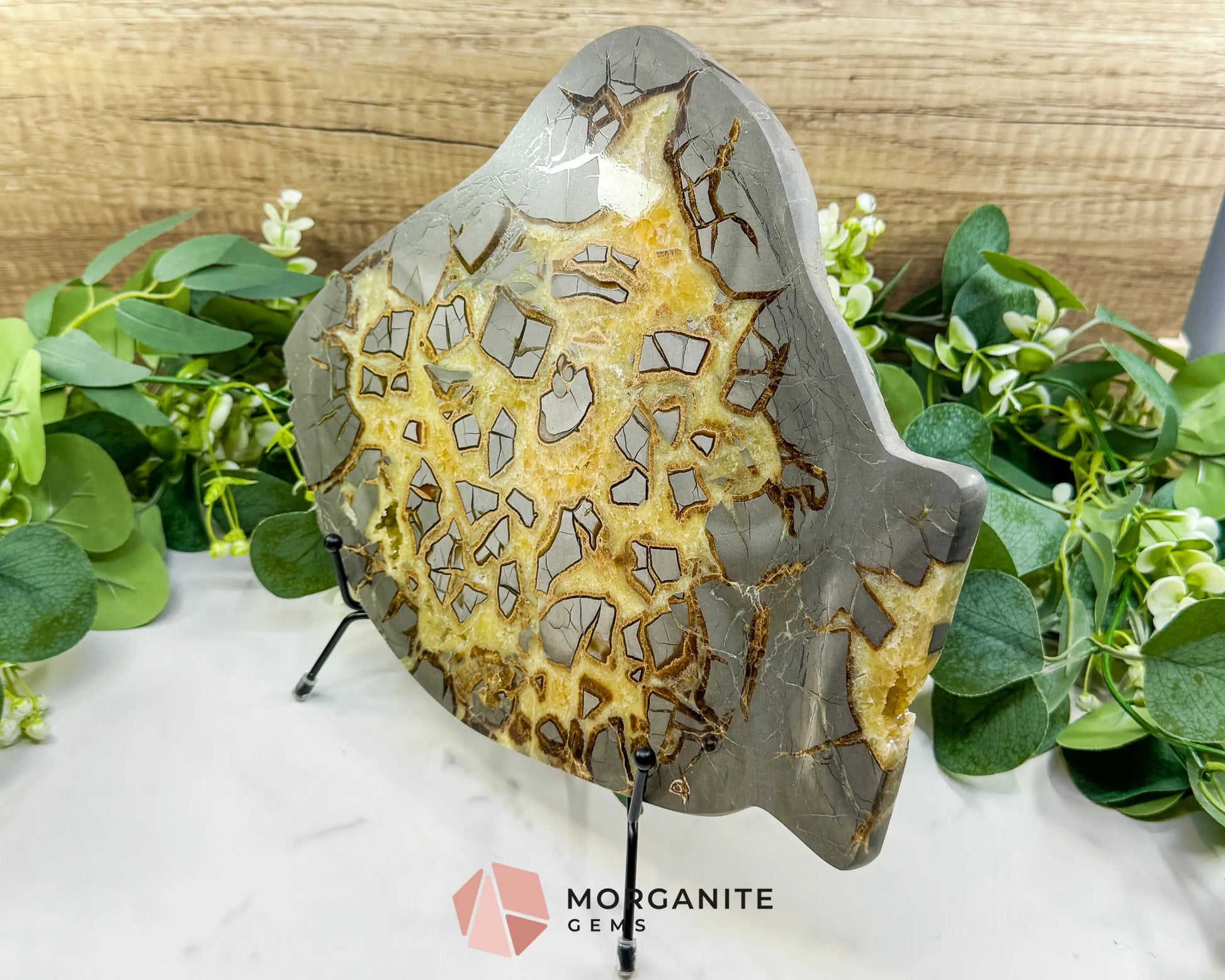 Utah Septarian ’Dragon Stone’ Slice No. 3 (3.75lb) – Massive 11.5’’ Polished Slab with Rare Druzy Pockets