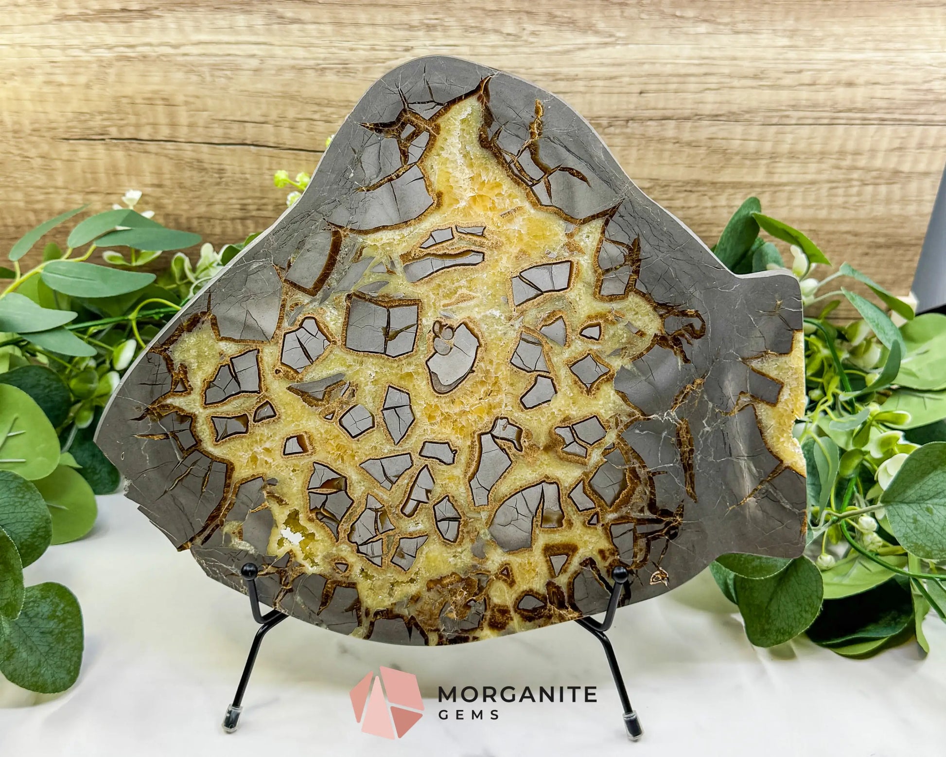 Utah Septarian ’Dragon Stone’ Slice No. 3 (3.75lb) – Massive 11.5’’ Polished Slab with Rare Druzy Pockets