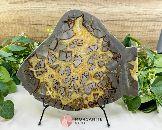 Utah Septarian ’Dragon Stone’ Slice No. 3 (3.75lb) – Massive 11.5’’ Polished Slab with Rare Druzy Pockets